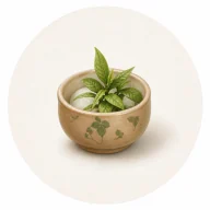 茶盆栽
